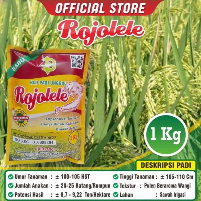 

Terlaris Biji Padi Unggul Rojolele / Padi Rojolele /Rojolele / Bibit Padi