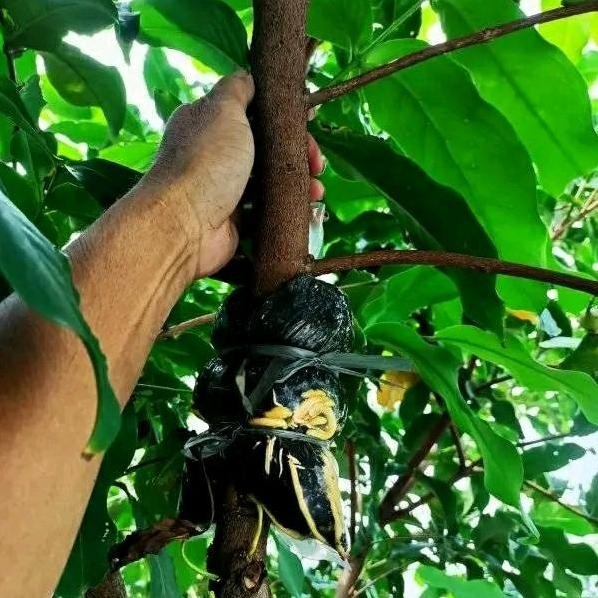 

Terlaris Bibit Fresh Cangkok Jambu Air Batang Besar