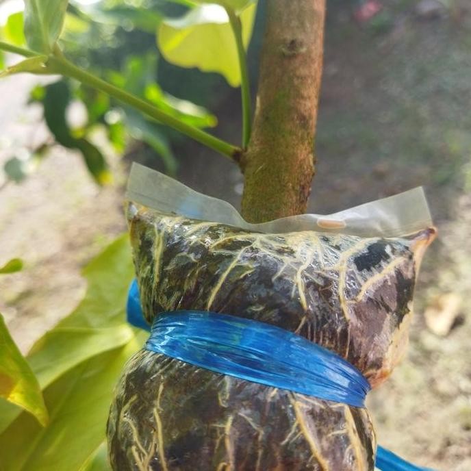 

Terlaris Bibit Fresh Cangkok An Jambu Madu Deli Hijau Jumbo