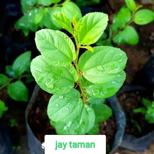 

Terlaris Tanaman Herbal Bibit Bidara Arab