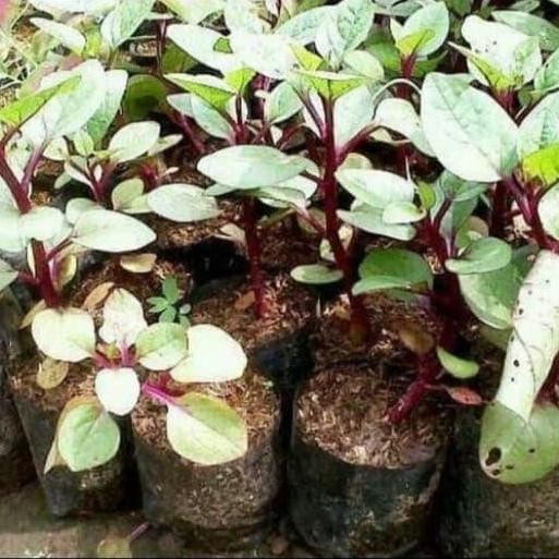 

Terlaris Tanaman Herbal Binahong Merah Pohon Binahong