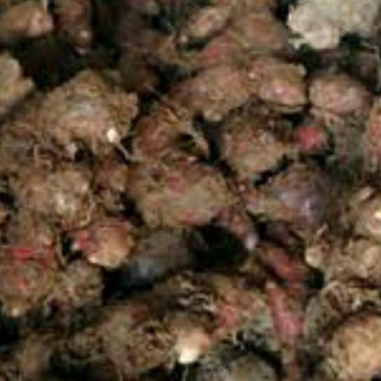 

Terlaris Bibit Jahe Merah Super 1 Kg