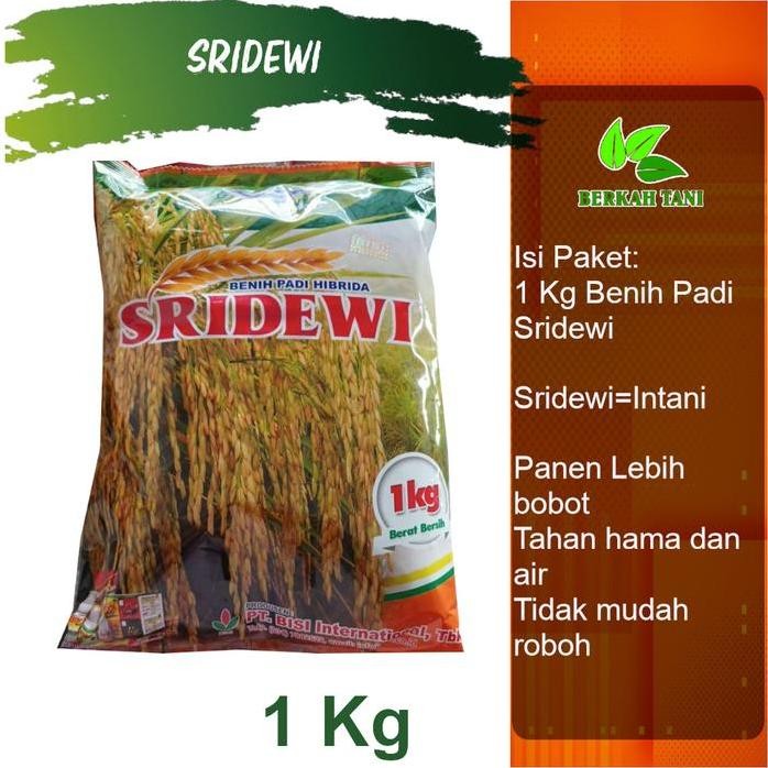 

Terlaris Benih Padi Hibrida Intani 602 1 Kg Setara Mapan P05