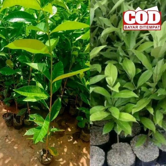 

Terlaris Bibit Tanaman Daun Salam Bumbu Masak