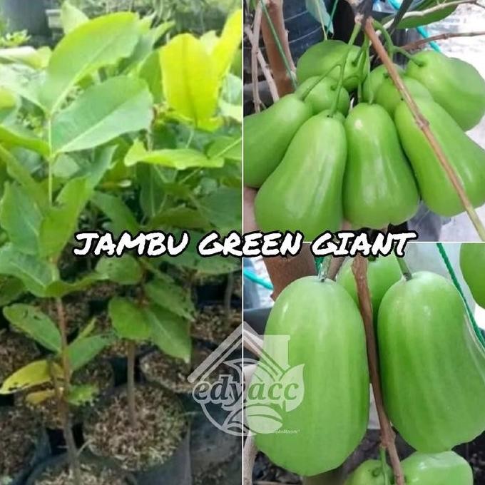 

Terlaris Bibit Jambu Air Green Giant
