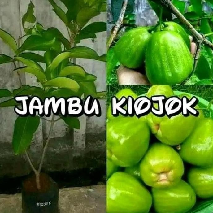 

Terlaris 3 Bibit Jambu Air(Kiojok.King Rose.Dalhari.)Hasil Okulasi