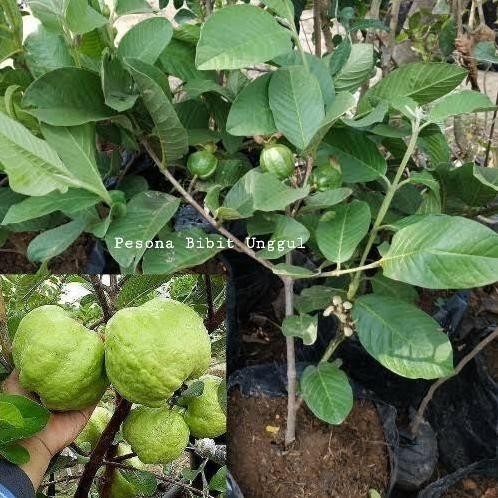 

Terlaris Bibit Buah Jambu Kristal Putih(Nonbiji) Berbunga/Berbuah