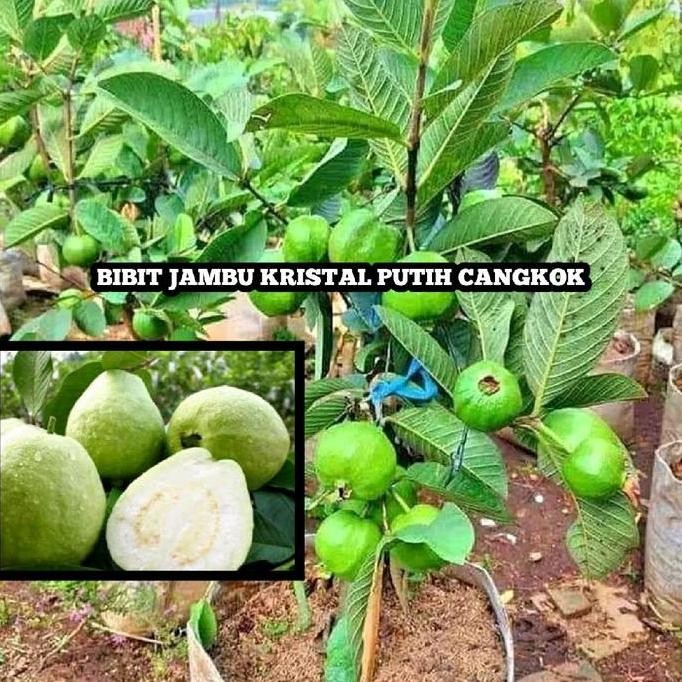 

Terlaris Bibit Tanaman Jambu Kristal Merah Dan Putih Cangkok