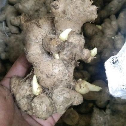 

Terlaris Bibit Jahe Gajah Medan Bibit Jahe Putih Medan 1Kg