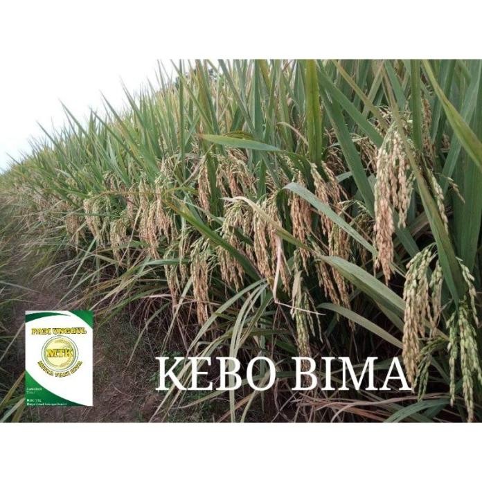 

Terlaris Benih Padi Terbaru Kebo Bima Kemasan 5 Kg