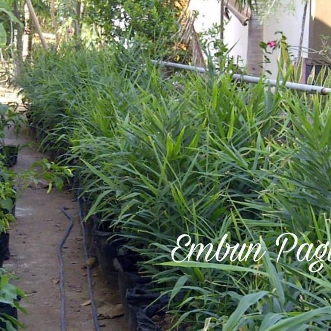 

Terlaris Bibit Jahe Sunti Jahe Terpedas Dibanding Jahe Lainnya By Argoplantbag