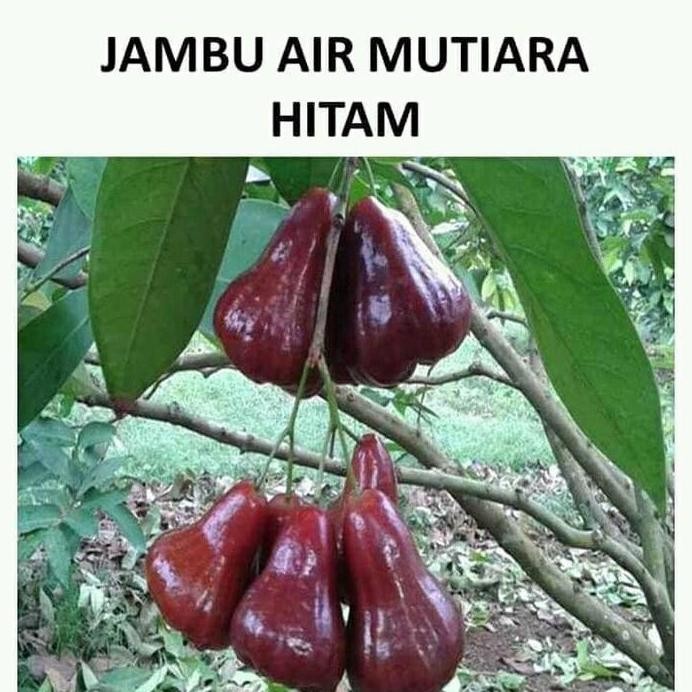 Terlaris Bibit Jambu Air Mutiara Hitam