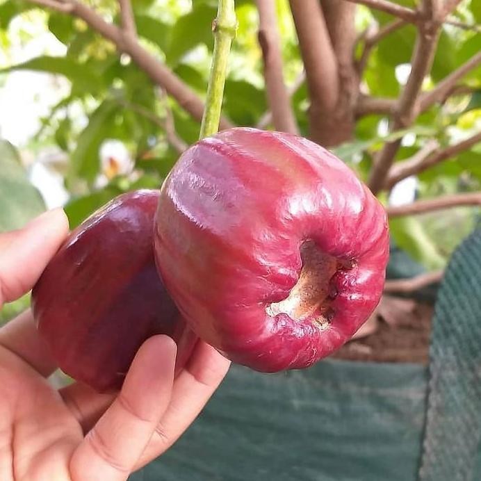 

Terlaris Bibit Jambu Air Dalhari