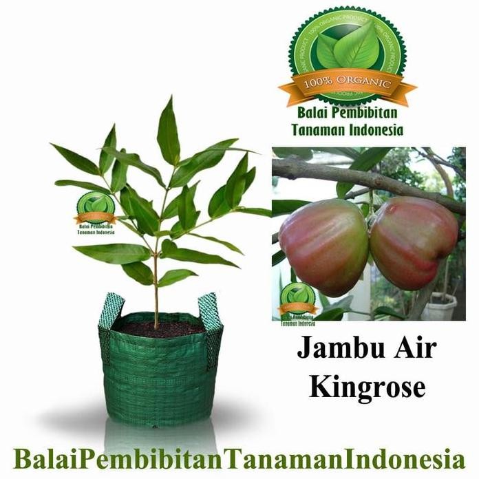 

Terlaris Bibit Jambu Air Kingrose / Bibit Buah / Tanaman