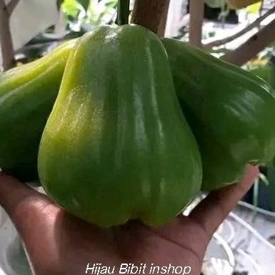

Terlaris Bibit Jambu Air Green Giant / Buto Ijo Asli Okulasi Cepat Berbuah