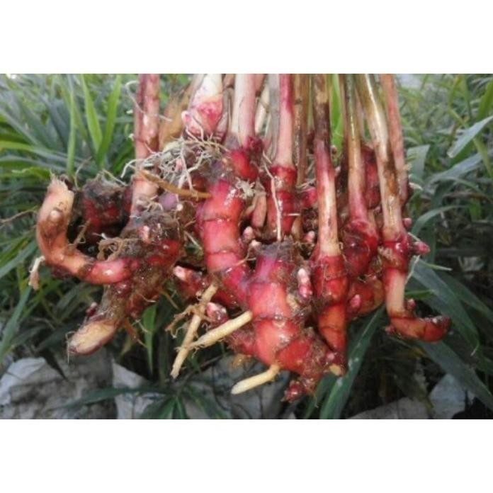 

Terlaris Bibit Jahe Merah Umbi Tunas Jahe Merah Calon Bibit