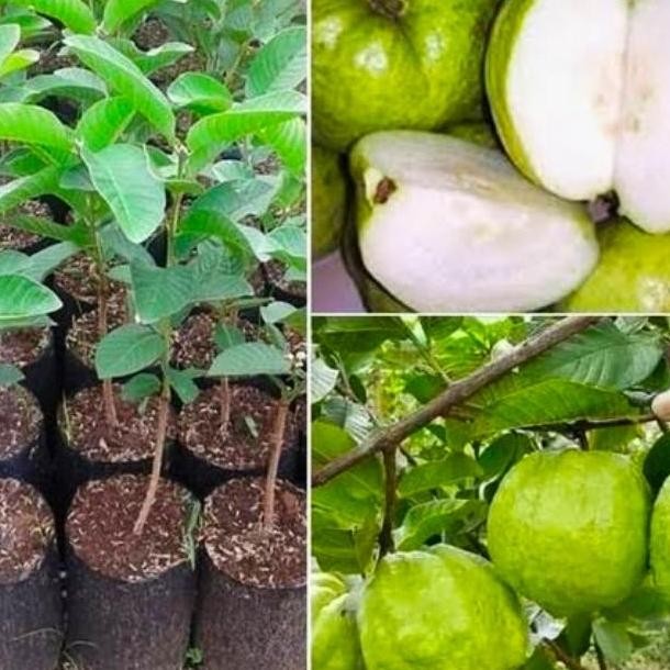 

Terlaris Bibit Tanaman Buah Jambu Kristal Unggulan Cangkok / Okulasi