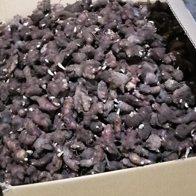 

Terlaris Bibit Jahe Merah Super 1 Kg, Tinggal Semai