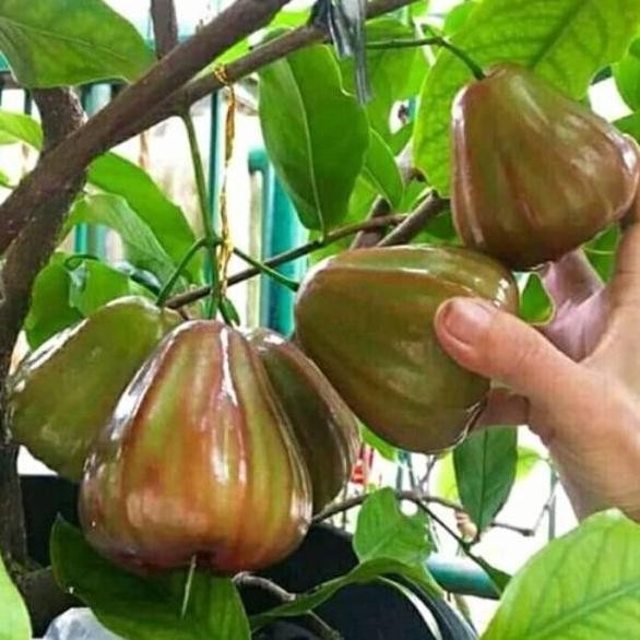 

Terlaris Bibit Buah Jambu Air Giant Rose Apple Import