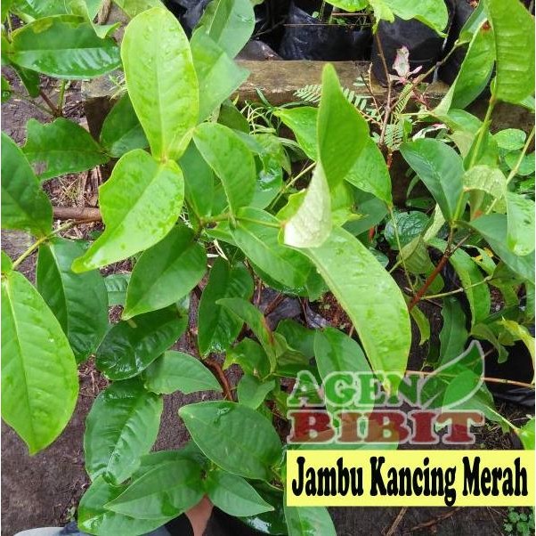 Terlaris Bibit Jambu Air - Jambu Air Merah - Pohon Jambu Air Kancing Merah