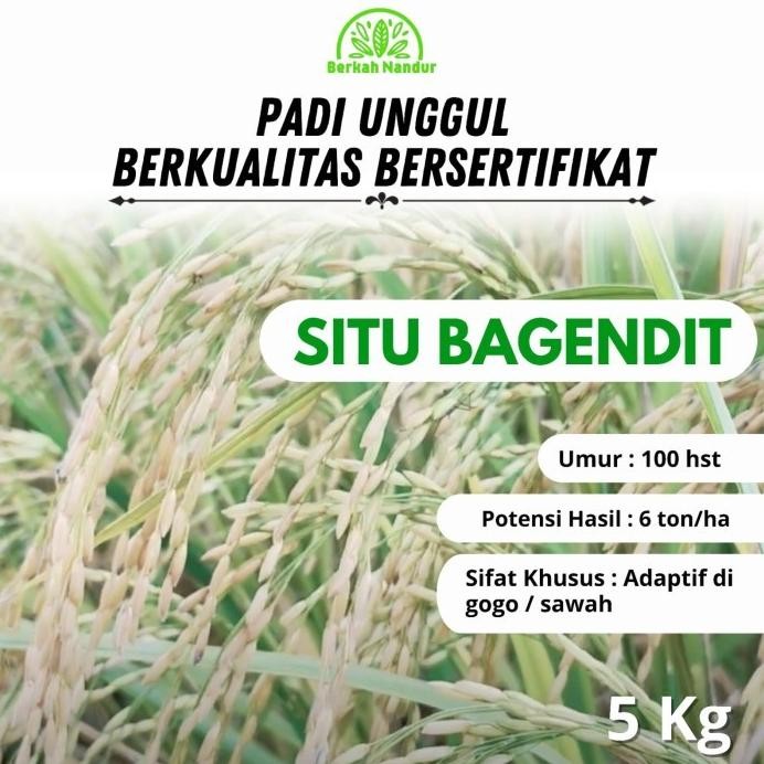 

Terlaris Benih Padi Gogo Dan Sawah Situ Bagendit 5 Kg