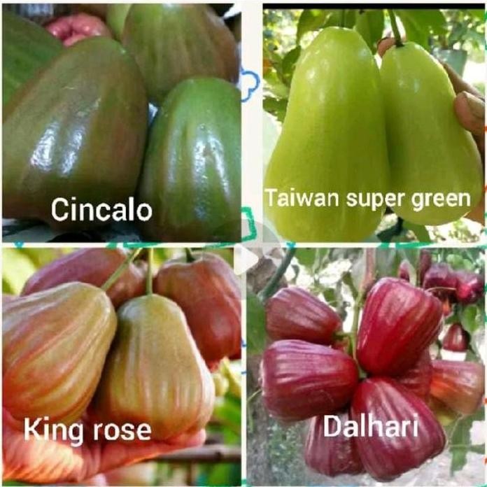 

Terlaris Paket 4 Benih /Bibit Jambu Air ( Benih Jambu )
