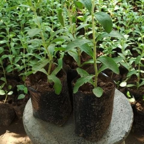 

Terlaris Bibit Tanaman Herbal Stevia Daun Manis/Stevia/Daun Pengganti Gula