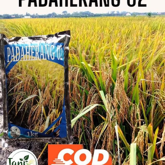 

Terlaris Benih Padi Padaherang 02 Kemasan 1Kg