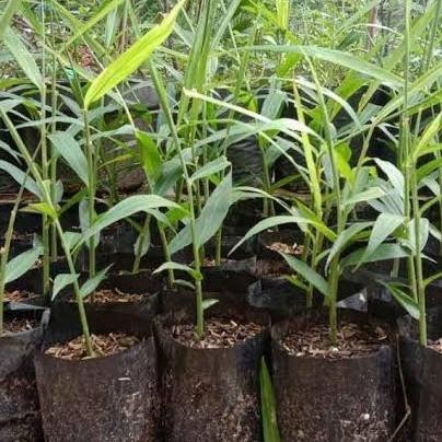 

Terlaris Ready Jt Jual Bibit Jahe Merah/Apotik Hidup/Tanaman Murah
