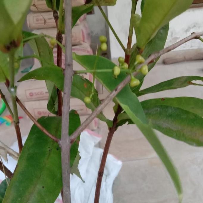 

Terlaris Bibit Jambu Air Berbunga