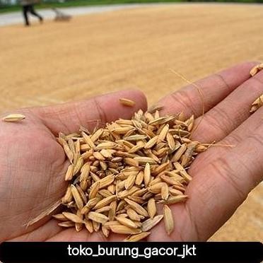 

Terlaris Gabah Padi 1 Kg