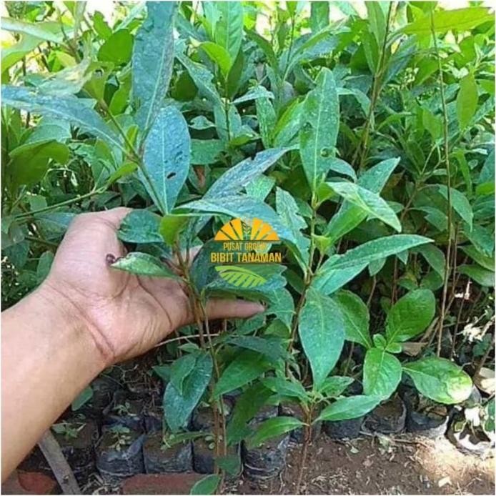 

Terlaris Bibit Daun Salam Terlaris