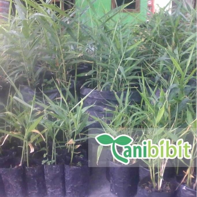 

Terlaris Bibit Jahe Merah - Benih Pohon Obat Herbal - Rimpang Jahe Merah By Argoplantbag