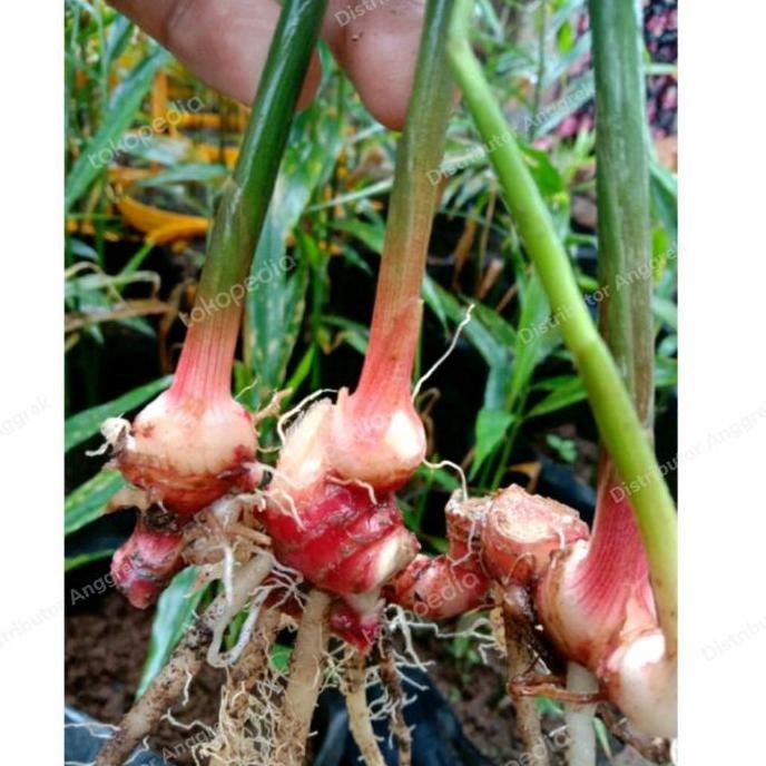 

Terlaris Bibit Tanaman Jahe Merah Jenis Unggul