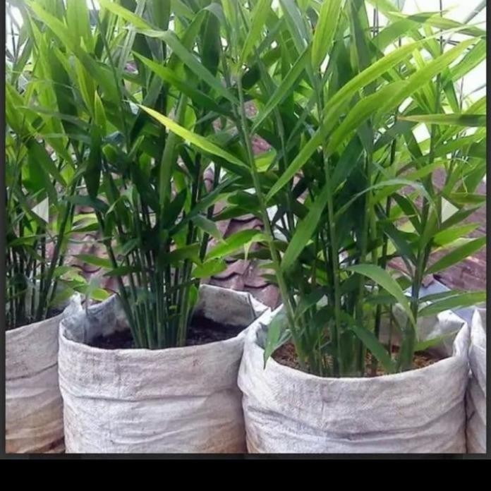 

Terlaris Bibit Jahe Emprit Unggul Bibit Tanaman Super Unggul