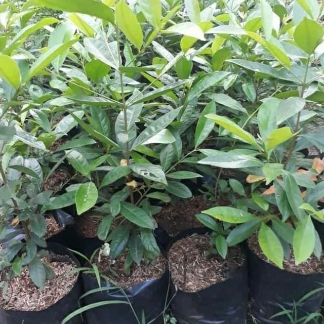 

Terlaris Bibit Tanaman Pohon Salam Bumbu Masak Daun Salam Eeee