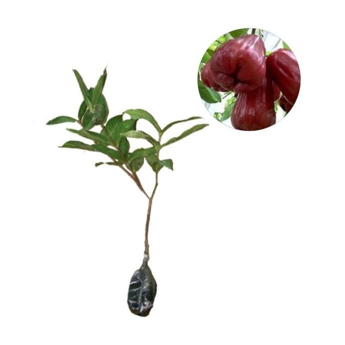 

Terlaris Bibit Jambu Air King Rose Unggul | Tanaman Buah Jambu King Rose Murah