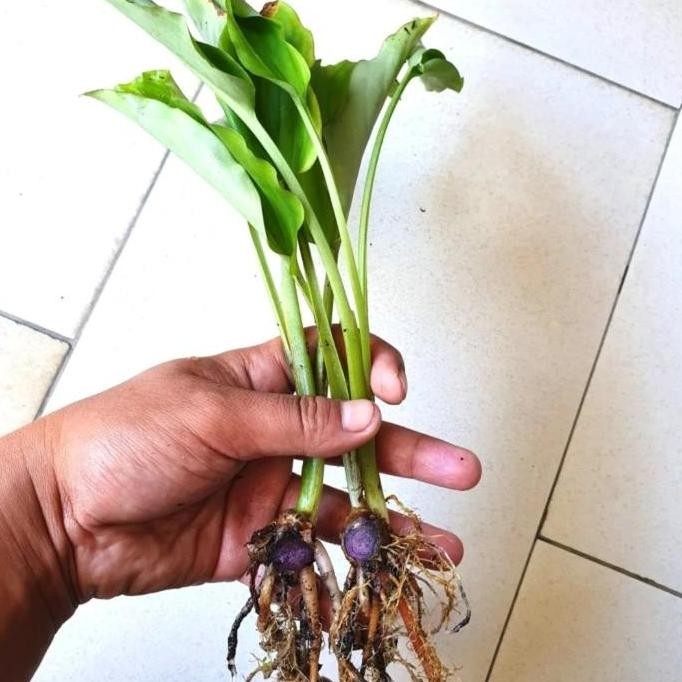

Terlaris Bibit Asli Kunyit Hitam Beli 10 Gratis 1 - Halia Hitam - Jahe Hitam