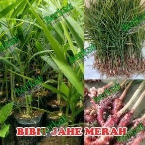 

Terlaris Bibit Jahe Merah Super Benih Paket 5 Batang