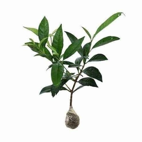 

Terlaris Bibit Tanaman Obat Salam Daun Salam (Syzygium Polyanthum)