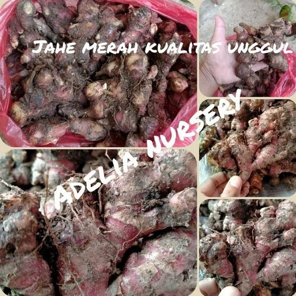 

Terlaris Dijual Bibit Benih Jahe Merah Asli 100 Persen Berat 1Kg Murah