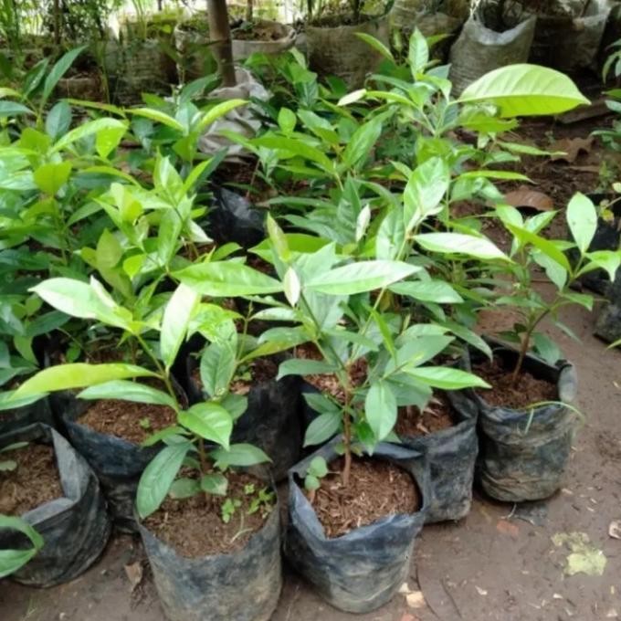 

Terlaris Promo!!! Bibit Tanaman Rempah Salam Daun Salam Bumbu Masak