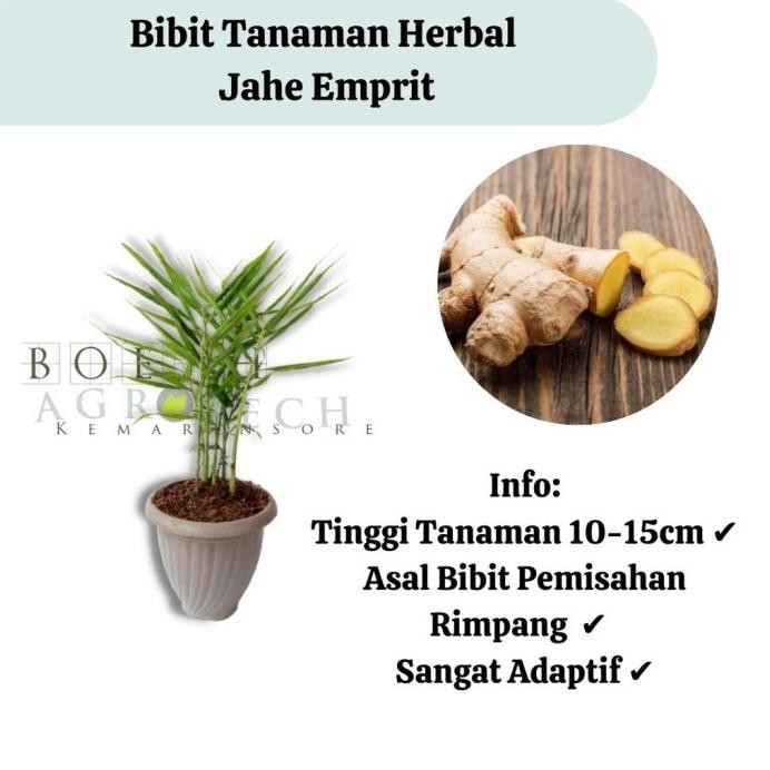 

Terlaris Bibit Tanaman Herbal Jahe Emprit