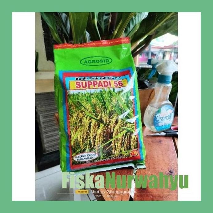 

Terlaris Fn7 Promo Benih Padi Suppadi 56 Kemasan 1 Kg