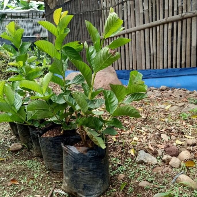 

Terlaris Jambu Kristal Merah Bibit Cangkok Cepat Berbuah