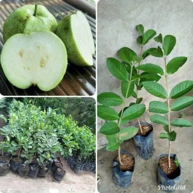 

Terlaris Bibit Jambu Kristal Non Biji