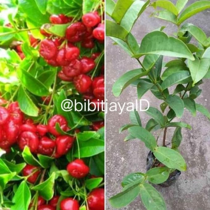 

Terlaris Bibit Jambu Air Jenis Kancing Merah Unggul