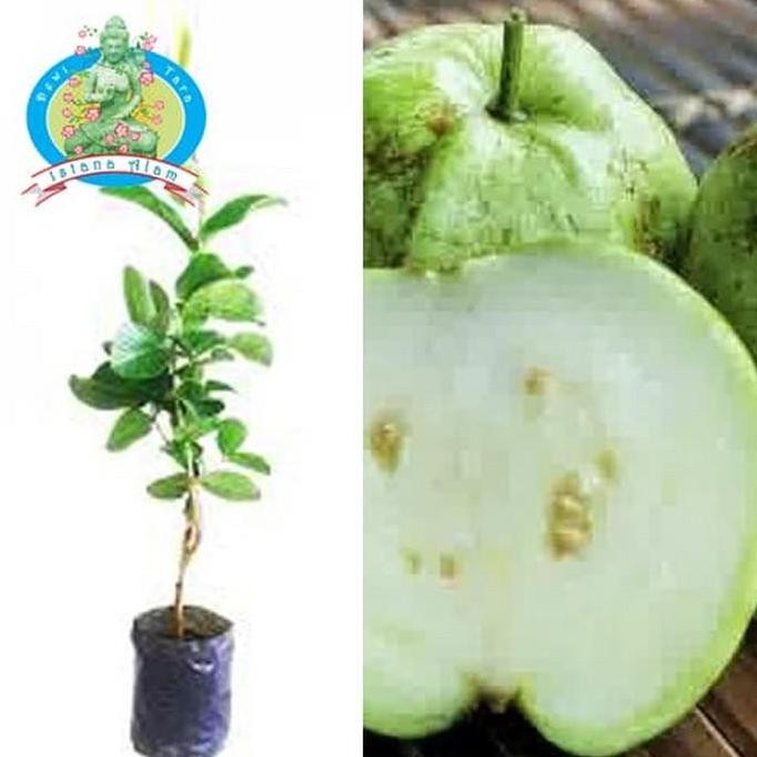 

Terlaris Bibit Tanaman Pohon Buah Jambu Biji Kristal / Bibit / Bukan Biji