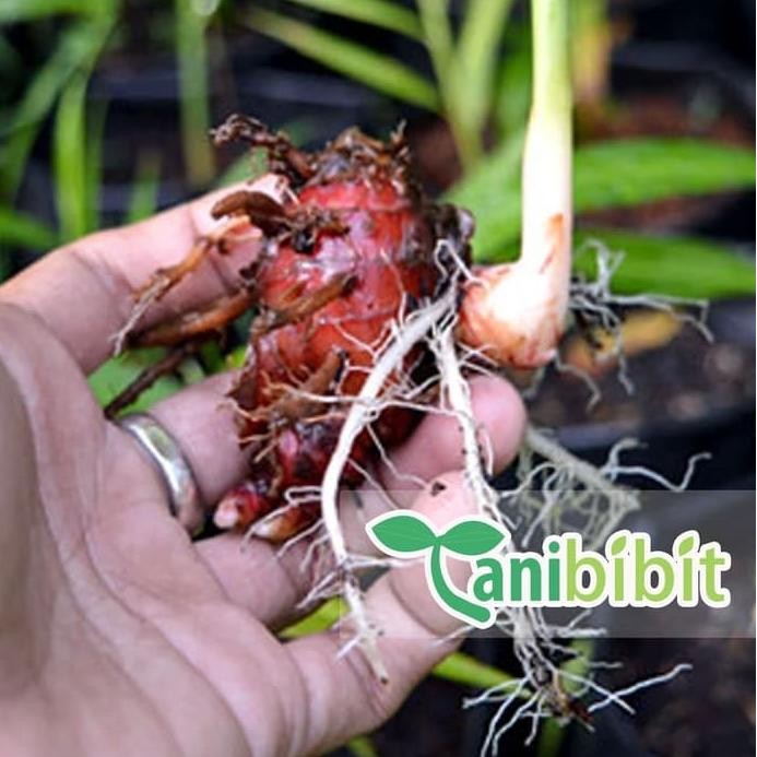 

Terlaris Bibit Jahe Merah - Benih Pohon Obat Herbal - Rimpang Jahe Merah