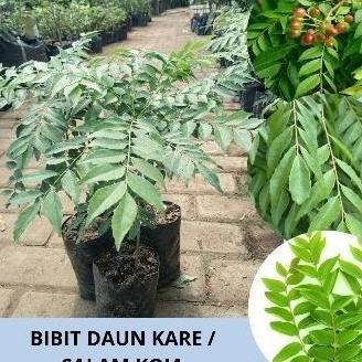 

Terlaris T4A Bibit Daun Kare / Buah Kare / Bibit Kari / Bibit Salam Koja